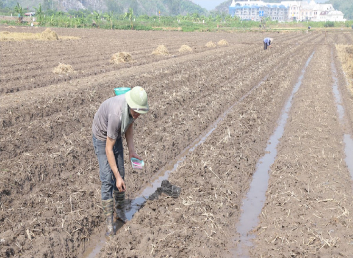 Thái Bình: Tiến độ gieo trồng cây màu vụ hè đạt kết quả cao