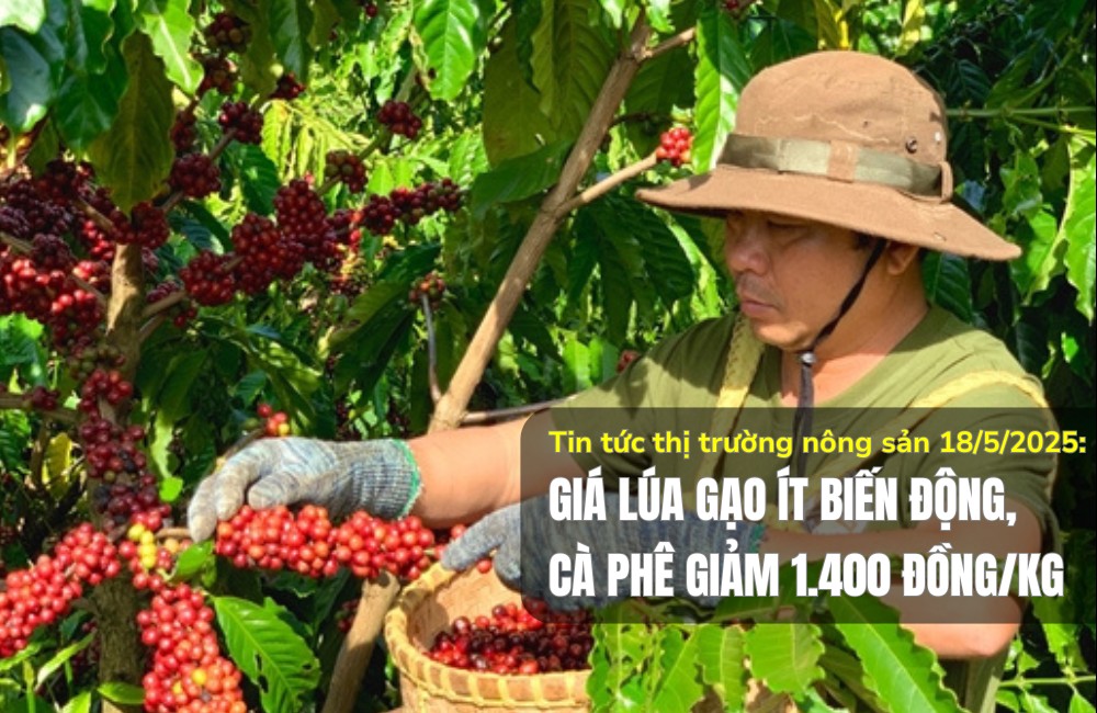 Tin tức thị trường nông sản 18/5/2025: Giá lúa gạo ít biến động, cà phê giảm 1.400 đồng/kg