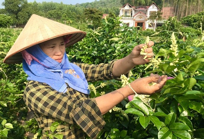 Cây Sâm đất ở Bắc Giang: 