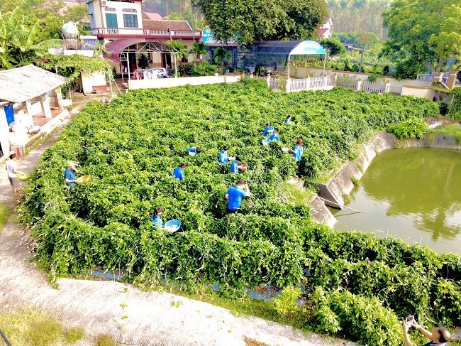 Cây Sâm đất ở Bắc Giang: 