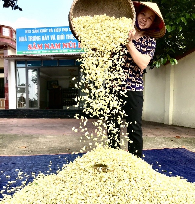 Cây Sâm đất ở Bắc Giang: 