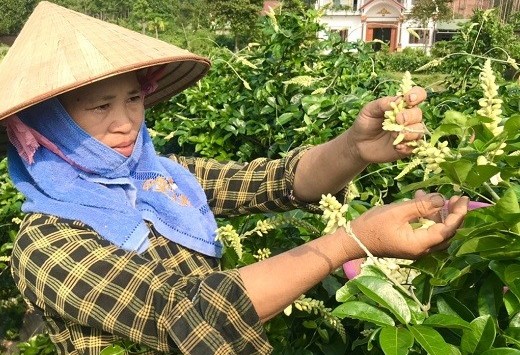 Cây Sâm đất ở Bắc Giang: "Vàng Xanh" tiềm năng