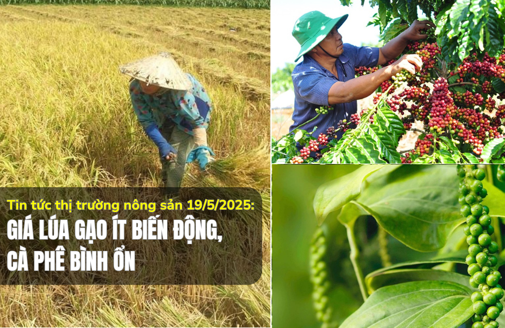 Tin tức thị trường nông sản 19/5/2025: Giá lúa gạo ít biến động, cà phê bình ổn
