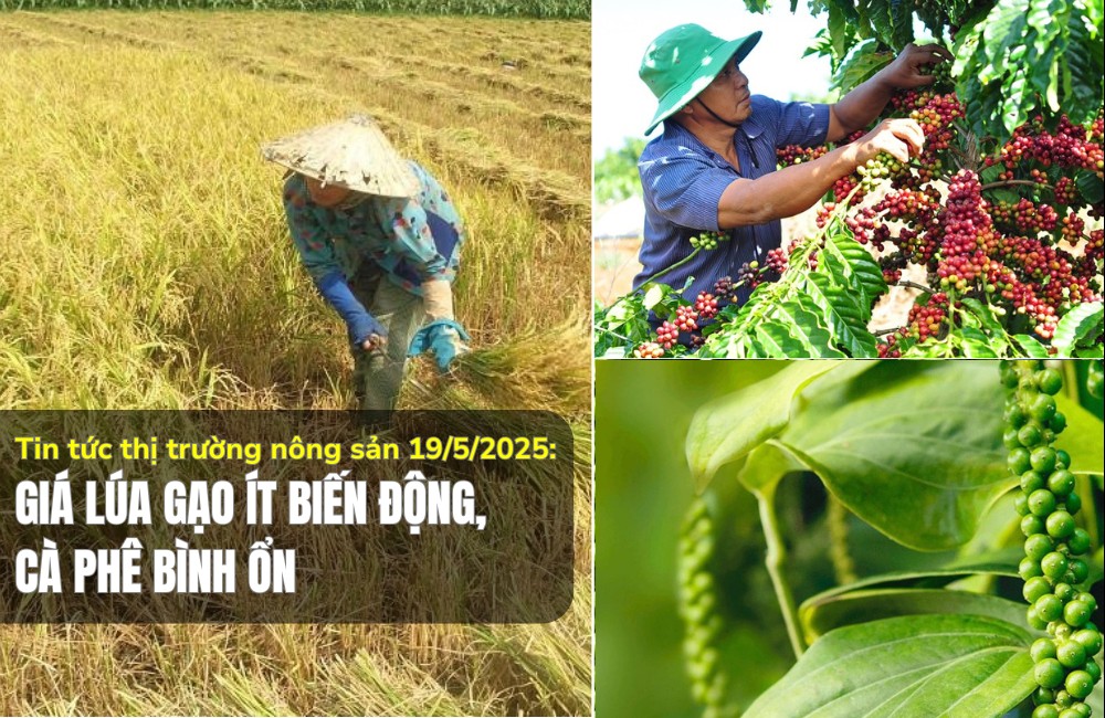 Tin tức thị trường nông sản 19/5/2025: Giá lúa gạo ít biến động, cà phê bình ổn