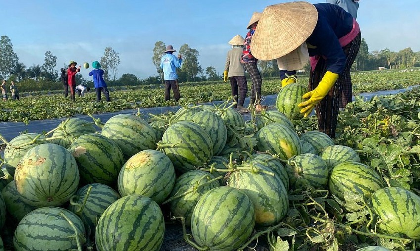 Nông dân Hải Phòng đón vụ dưa bội thu