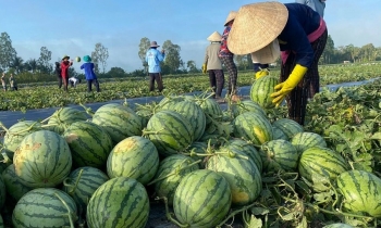 Nông dân Hải Phòng đón vụ dưa bội thu