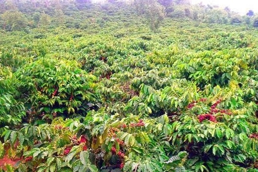 Đắk Lắk: Chủ động thích ứng, nâng cao hiệu quả sản xuất nông nghiệp