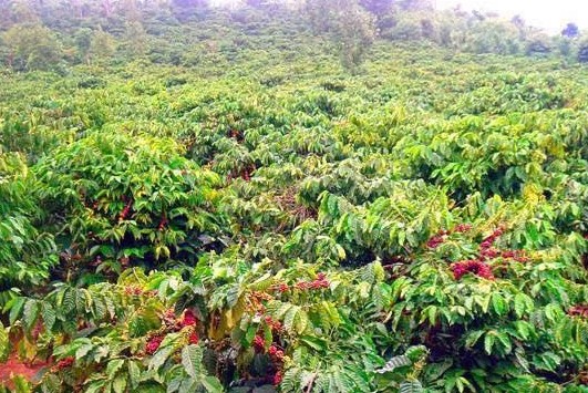Đắk Lắk: Chủ động thích ứng, nâng cao hiệu quả sản xuất nông nghiệp