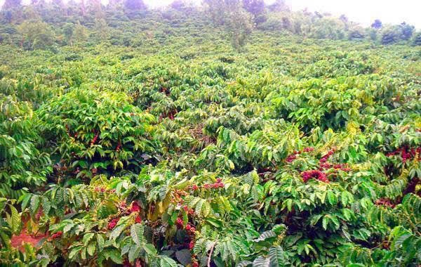 Đắk Lắk: Chủ động thích ứng, nâng cao hiệu quả sản xuất nông nghiệp