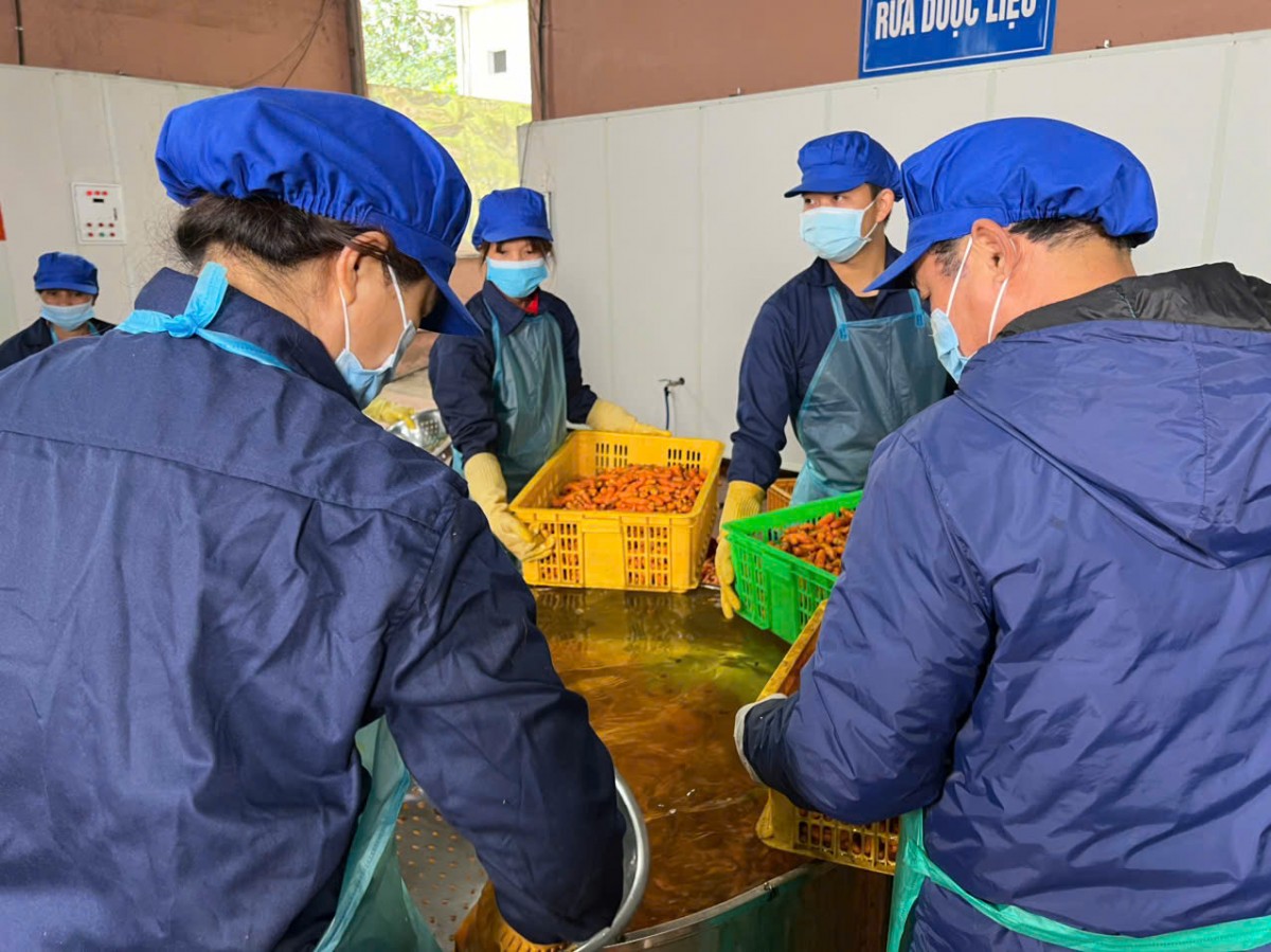 “Tinh chất quý” từ củ nghệ nếp vàng của vùng núi cao Bắc Kạn