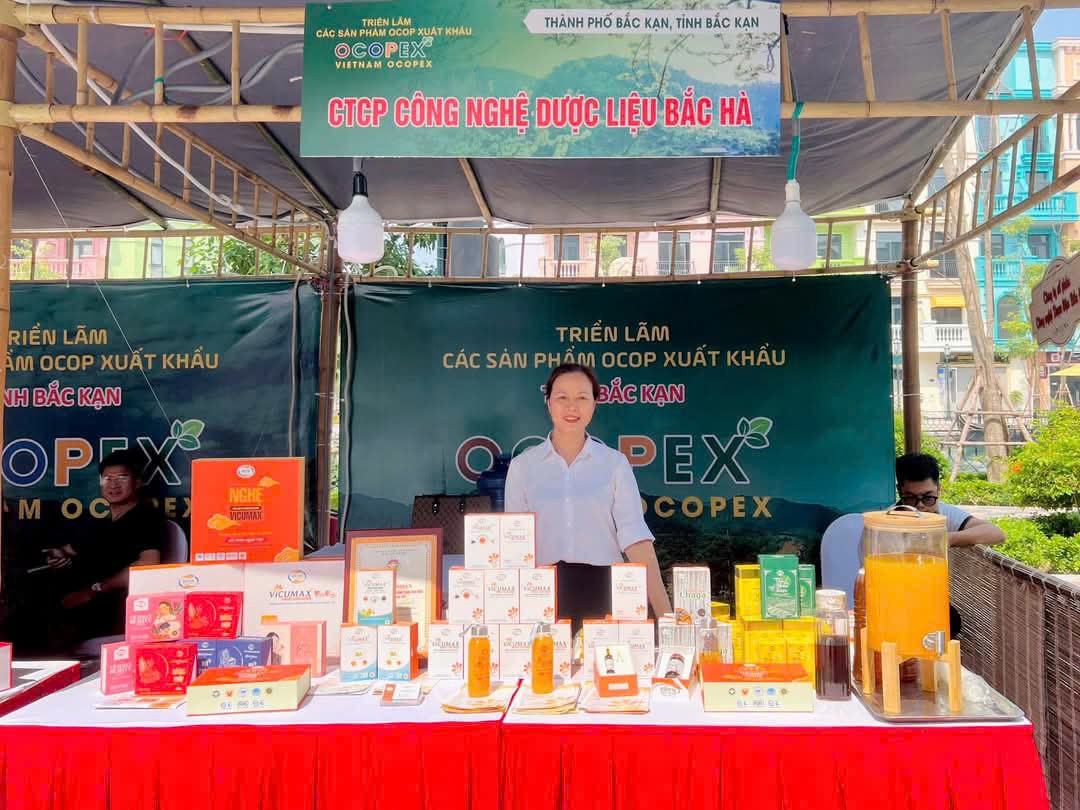 “Tinh chất quý” từ củ nghệ nếp vàng của vùng núi cao Bắc Kạn