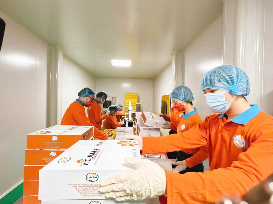 “Tinh chất quý” từ củ nghệ nếp vàng của vùng núi cao Bắc Kạn