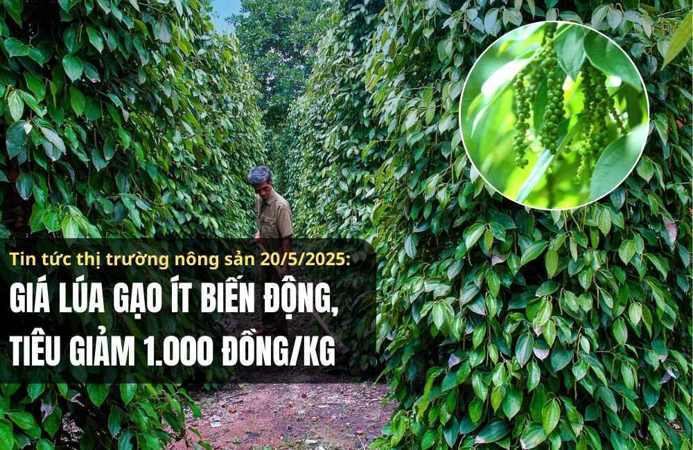 Tin tức thị trường nông sản 20/5/2025: Giá lúa gạo ít biến động, tiêu giảm 1.000 đồng/kg
