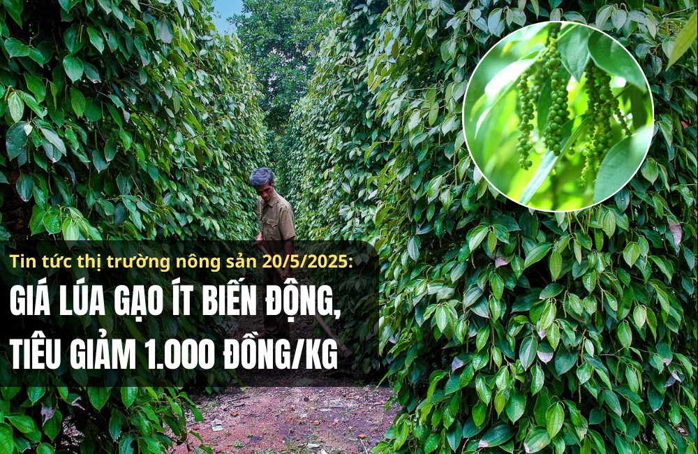 Tin tức thị trường nông sản 20/5/2025: Giá lúa gạo ít biến động, tiêu giảm 1.000 đồng/kg