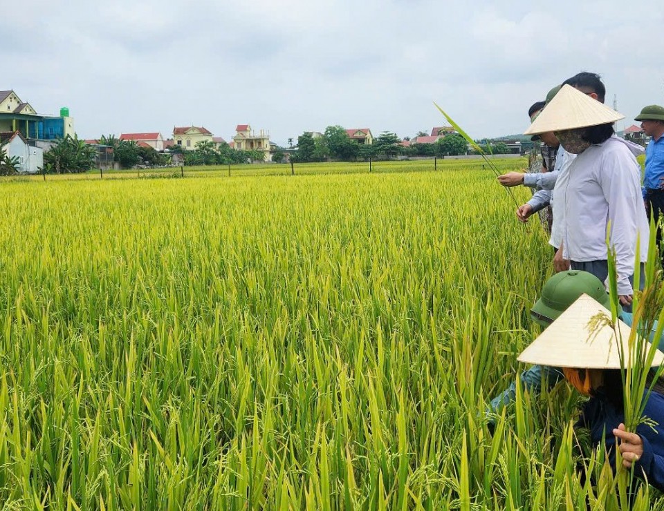 Những nguyên nhân gây mất mùa vụ Đông Xuân ở Nghệ An