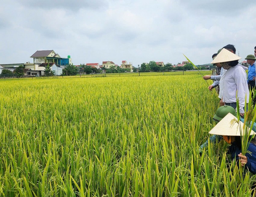 Những nguyên nhân gây mất mùa vụ Đông Xuân ở Nghệ An