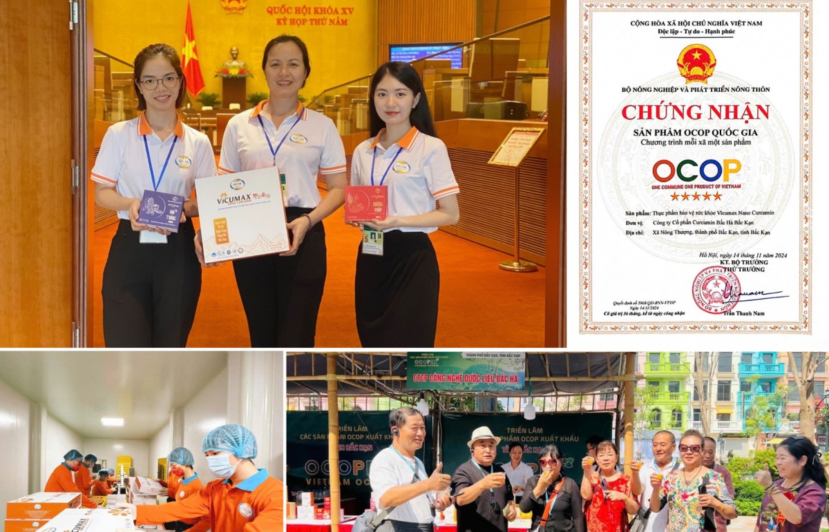 “Tinh chất quý” từ củ nghệ nếp vàng của vùng núi cao Bắc Kạn