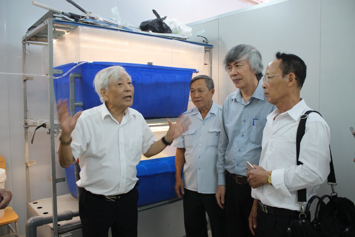 Bèo hoa dâu lên núi
