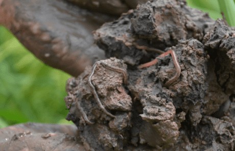 Hiệu quả kép trên vùng đất lúa