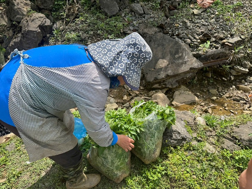 Vươn lên thoát nghèo nhờ liên kết sản xuất ớt bản địa