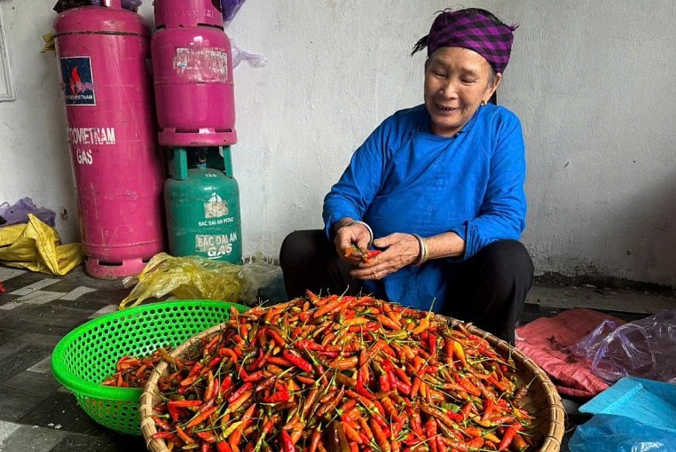 Vươn lên thoát nghèo nhờ liên kết sản xuất ớt bản địa