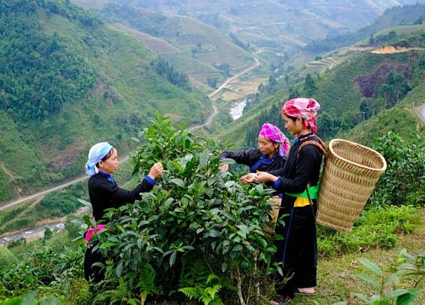 Lào Cai: Phát triển nông nghiệp hữu cơ theo hướng bền vững