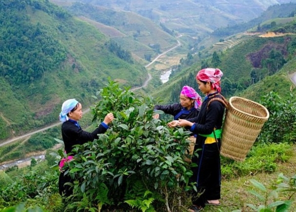 Lào Cai: Phát triển nông nghiệp hữu cơ theo hướng bền vững