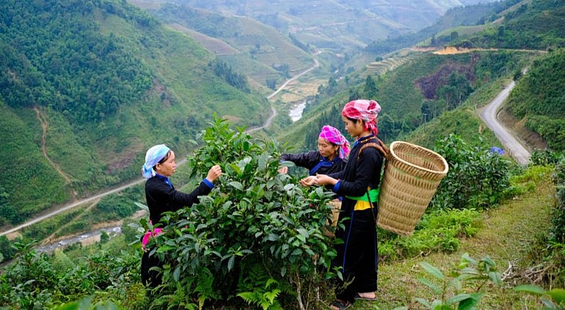 Lào Cai: Phát triển nông nghiệp hữu cơ theo hướng bền vững
