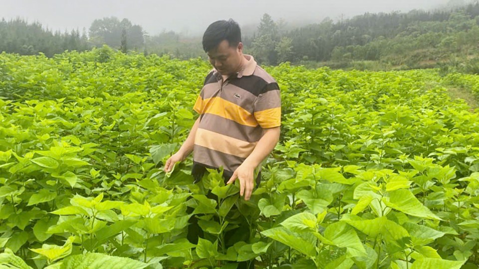 Cây gai xanh - tiềm năng phát triển ở vùng cao