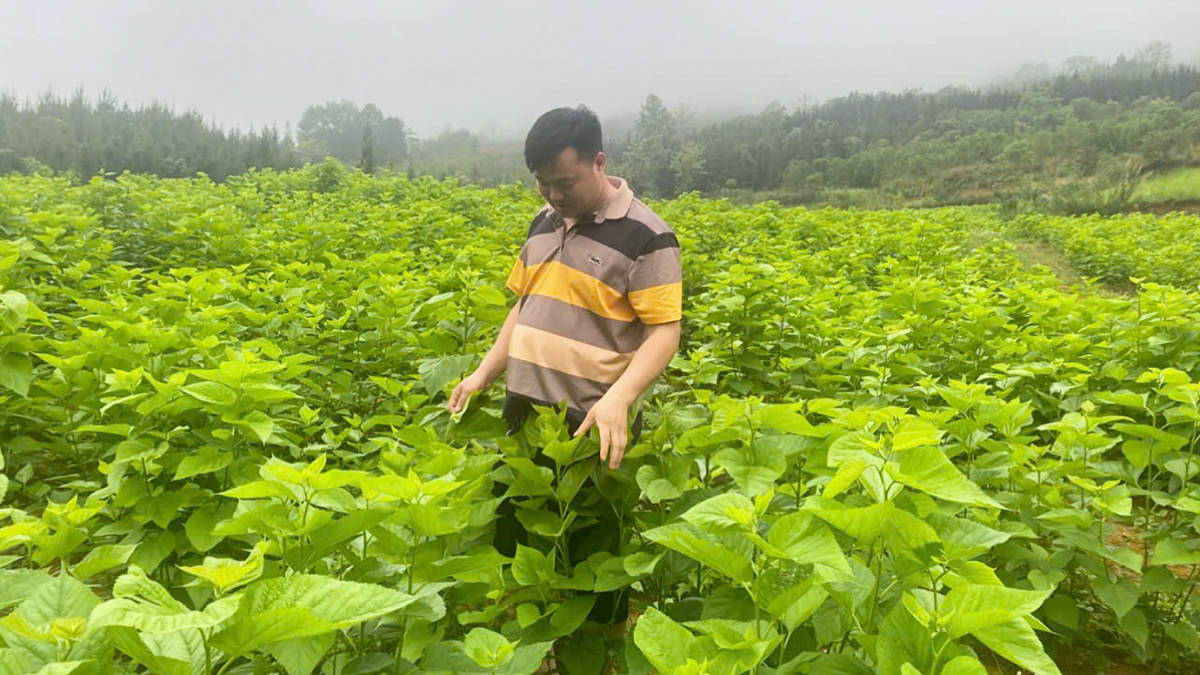 Cây gai xanh - tiềm năng phát triển ở vùng cao