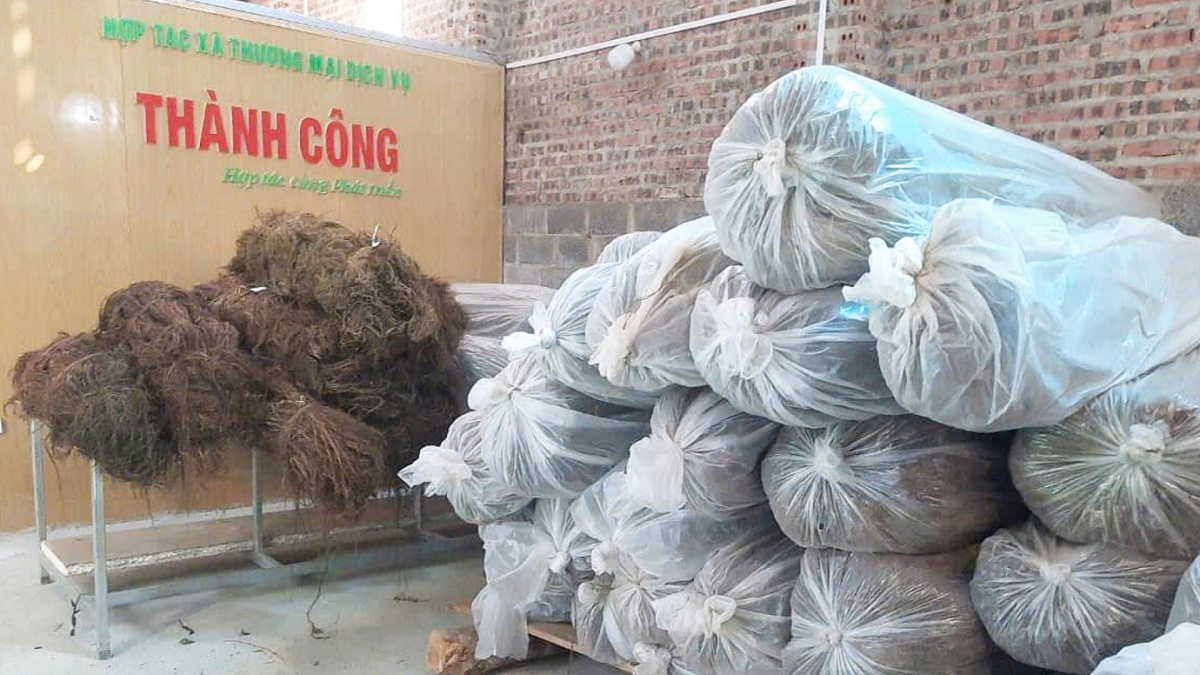 Cây gai xanh - tiềm năng phát triển ở vùng cao