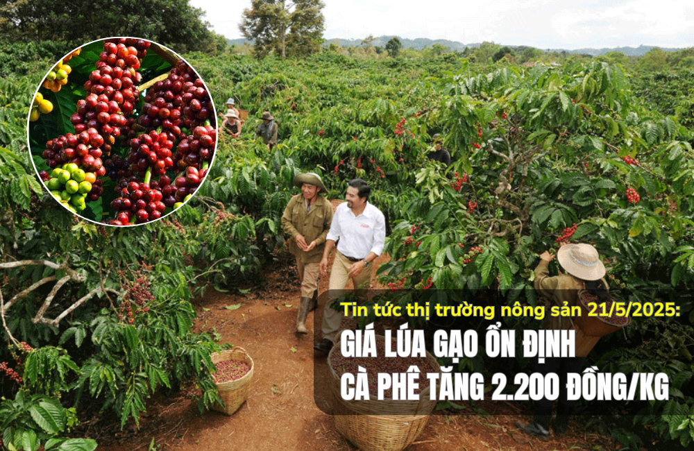 Tin tức thị trường nông sản 21/5/2025: Giá lúa gạo ổn định, cà phê tăng 2.200 đồng/kg