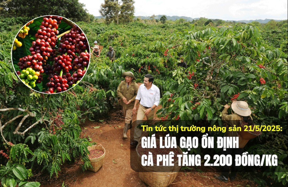 Tin tức thị trường nông sản 21/5/2025: Giá lúa gạo ổn định, cà phê tăng 2.200 đồng/kg