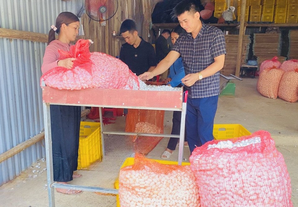 Nông dân Việt bắt tằm… “nhả bạc” trên vùng đất khó