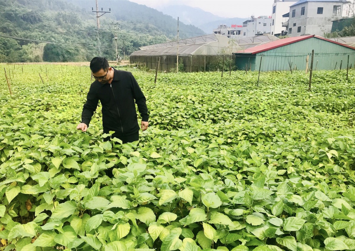 Nông dân Việt bắt tằm… “nhả bạc” trên vùng đất khó