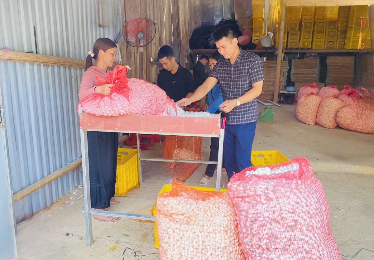 Nông dân Việt bắt tằm… “nhả bạc” trên vùng đất khó