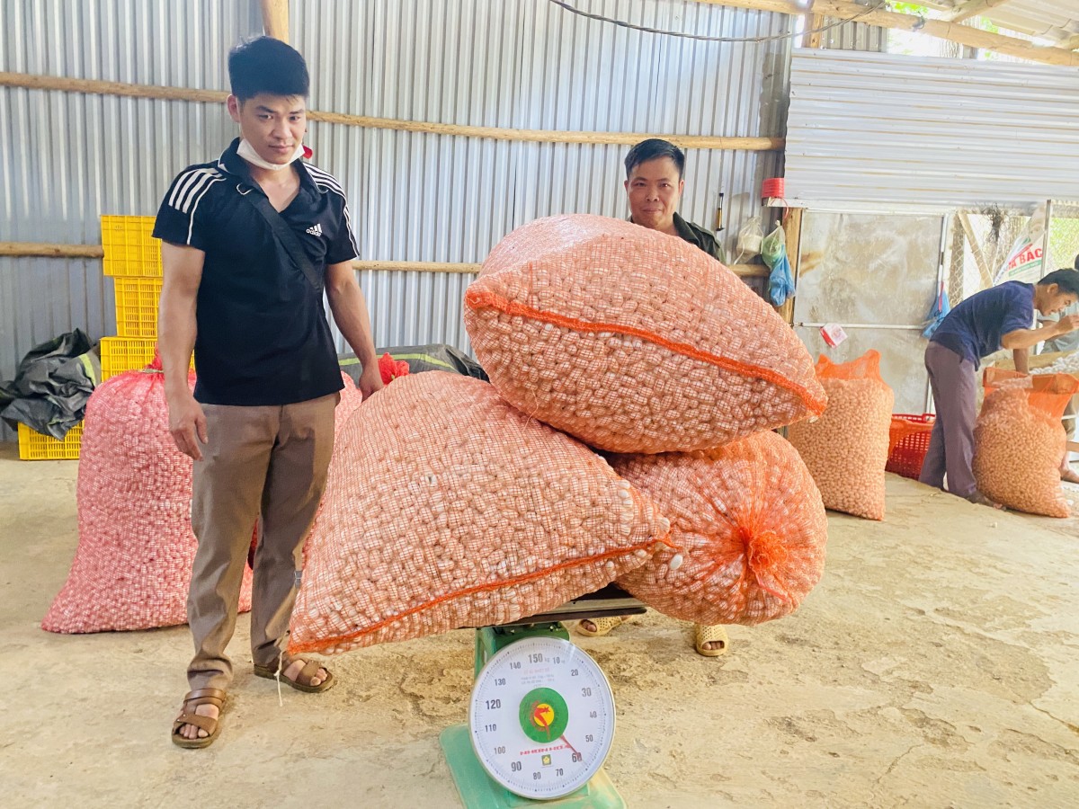 Nông dân Việt bắt tằm… “nhả bạc” trên vùng đất khó