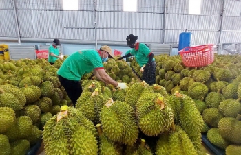 Xử lý thông tin "Sầu riêng vẫn loay hoay giải quyết chất vàng O"