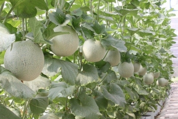 Nông nghiệp Công nghệ cao sẽ trở thành ngành có thu nhập hấp dẫn