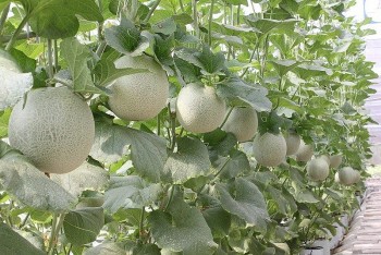 Nông nghiệp Công nghệ cao sẽ trở thành ngành có thu nhập hấp dẫn