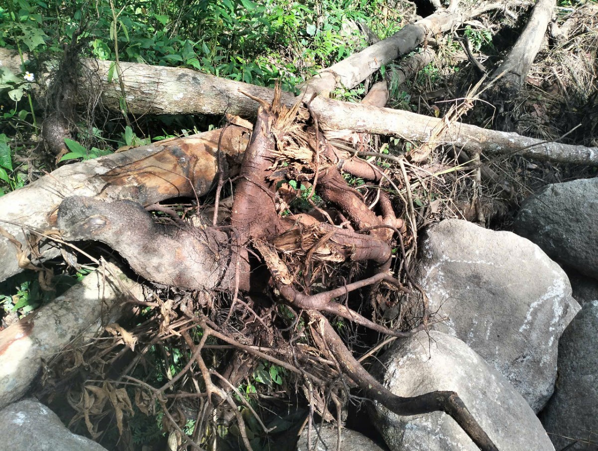 Lập biên bản xử lý hành vi ngăn chặn, làm thay đổi dòng chảy của suối