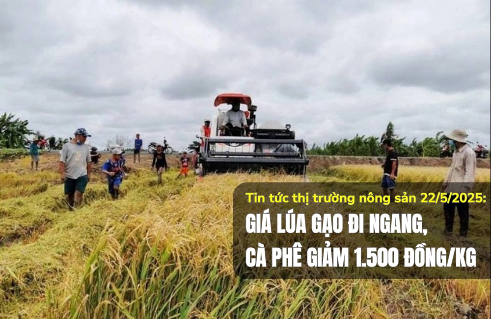 Tin tức thị trường nông sản 22/5/2025: Giá lúa gạo đi ngang, cà phê giảm 1.500 đồng/kg
