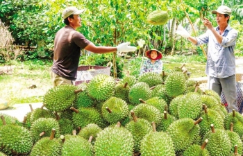 Khơi thông các điểm nghẽn, tạo nền tảng phát triển bền vững cho ngành hàng sầu riêng