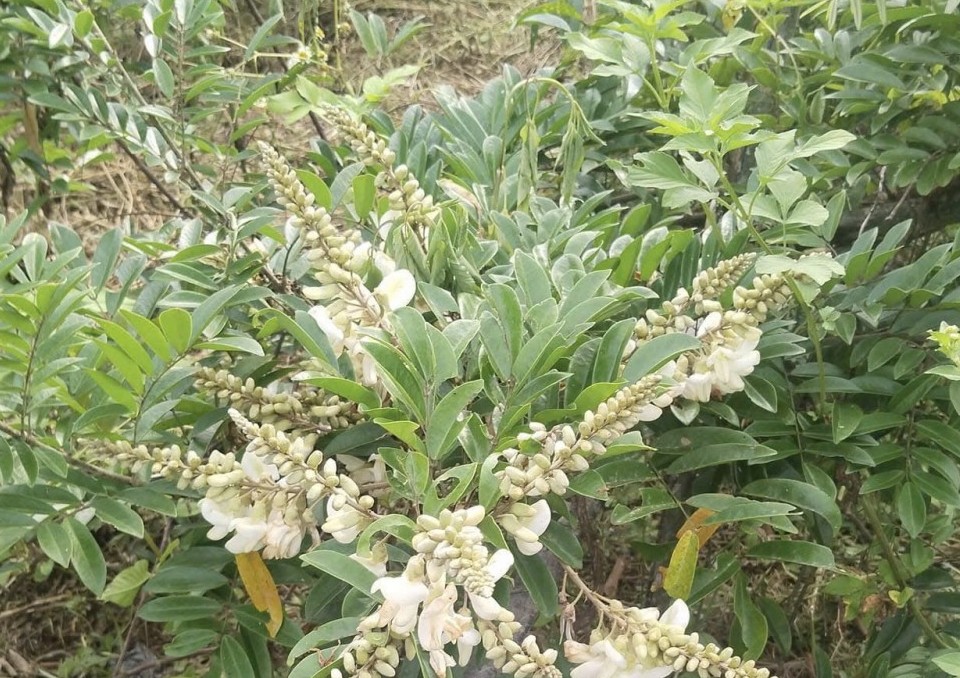 Sản xuất giống và trồng Cát Sâm - Hướng đi mới trong bảo tồn và phát triển cây dược liệu quý