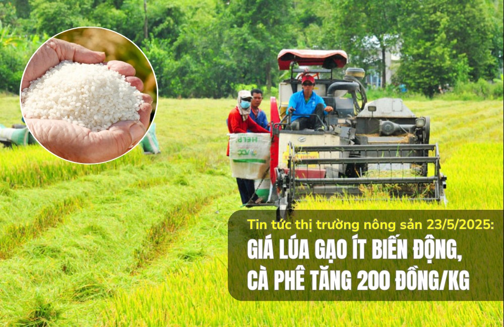 Tin tức thị trường nông sản 23/5/2025: Giá lúa gạo ít biến động, cà phê tăng 200 đồng/kg