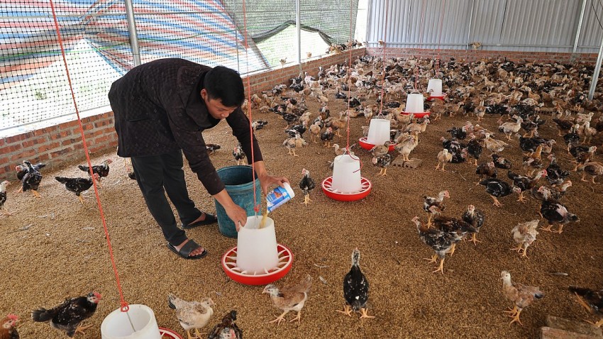Trang trại chăn nuôi gà của anh Mạc Văn Tiến áp dụng phương pháp chăn nuôi đệm lót sinh học giúp giảm phát tán mùi trong chăn nuôi.