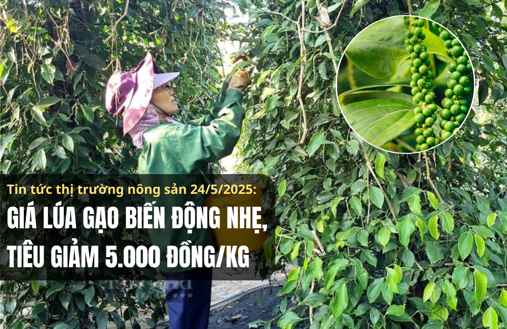 Tin tức thị trường nông sản 24/5/2025: Giá lúa biến động nhẹ, tiêu giảm 5.000 đồng/kg