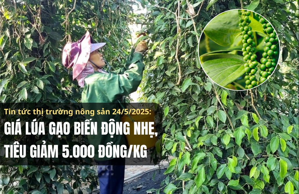 Tin tức thị trường nông sản 24/5/2025: Giá lúa biến động nhẹ, tiêu giảm 5.000 đồng/kg