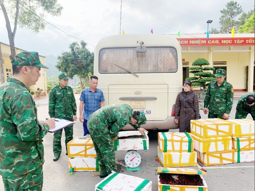 Quảng Ninh: Bắt giữ vụ vận chuyển gần 200kg tôm hùm đất trái phép