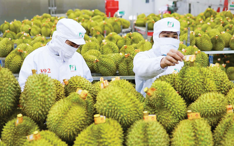 Thêm 829 mã vùng trồng, cơ sở đóng gói sầu riêng được xuất khẩu sang Trung Quốc